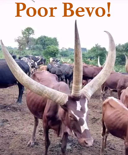 poor_Bevo