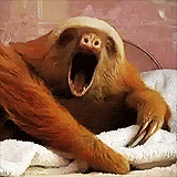 sloth_yawn